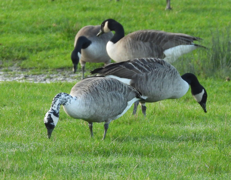 Canada goose qualität discount quiz